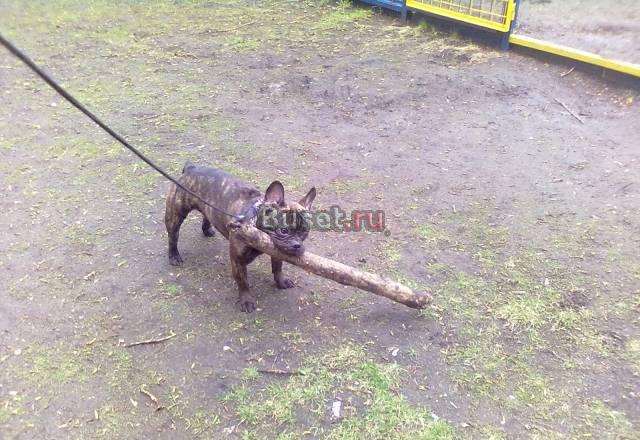 Французский бульдог Москва