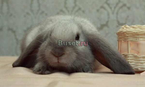 Карликовые крольчата вислоухие сиамские коричневые Санкт-Петербург
