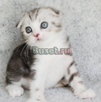 Шотландские вислоухие котята П-К xmramurx Тамбов