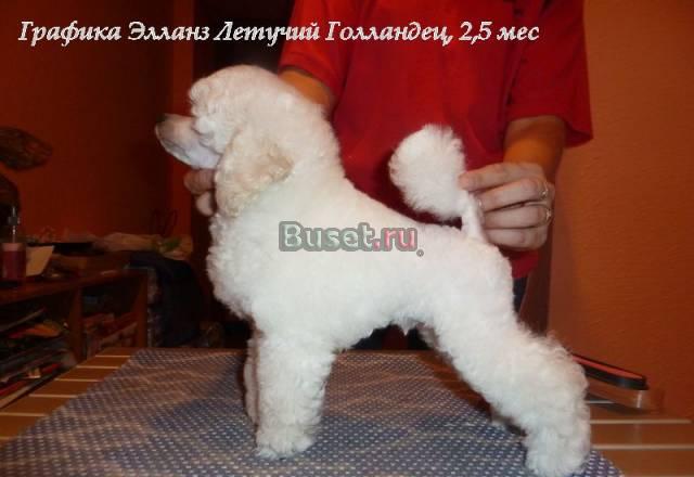 Щенок той-пуделя белого окраса Москва