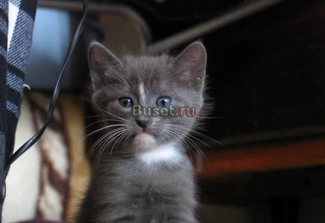 Серенький котёнок безвозмездно в добрые руки Москва