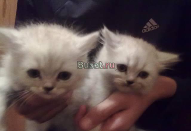 Котята персидские шиншила Рязань