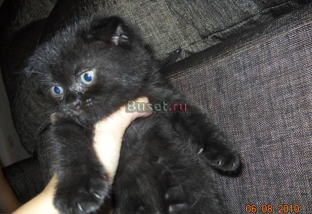 Шотландские вислоухие котята Москва