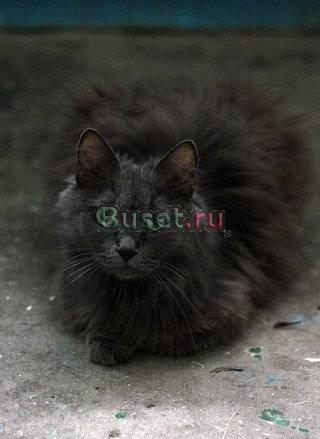 Отдам кошку в добрые руки Уфа