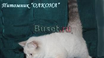 Британские, Шотландские вислоухие и прямоухие котя Москва