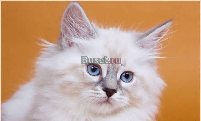 Питомник предлагает котят Москва