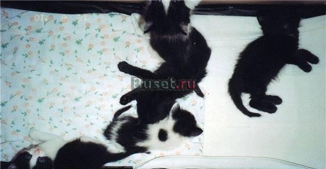 Домашние котята в дар Москва