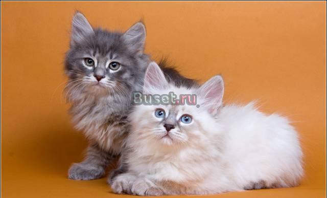 Питомник предлагает котят Москва