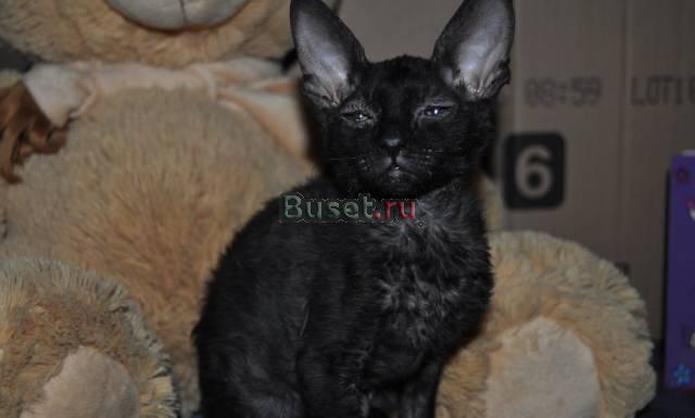 The Cornish Rex Москва