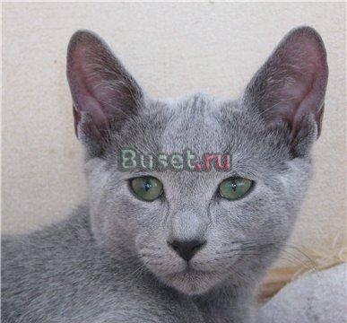 Русские голубые котята  Москва