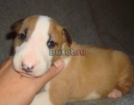 Мини Бультерьерчики ищут родителей Санкт-Петербург