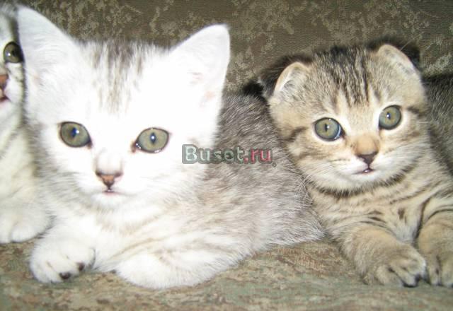 Котята породы Скотиш-фолд Череповец