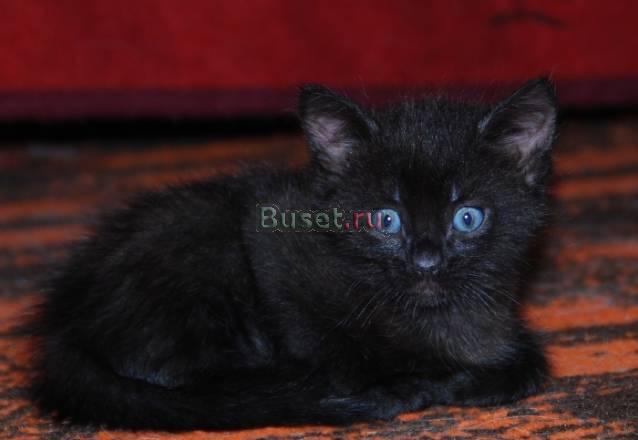 Черная кошечка Нижний Новгород