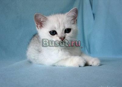 Котята серебристые шиншиллы Москва