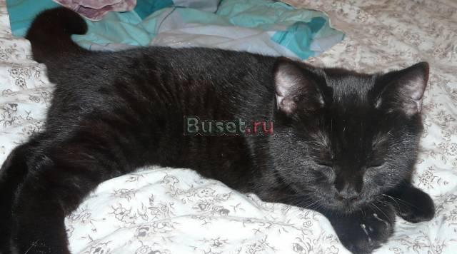 Британская черно-шоколадная котенка 5 мес Москва