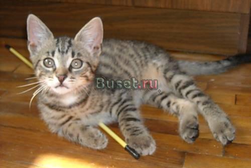 Котенок Тишка ищет свой дом Санкт-Петербург