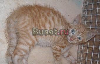 Рыжий котенок ищет дом Санкт-Петербург