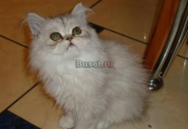 Персидский котёнок Москва