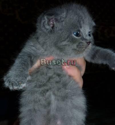 Шотландские голубые вислоухие и прямоухие котята Москва