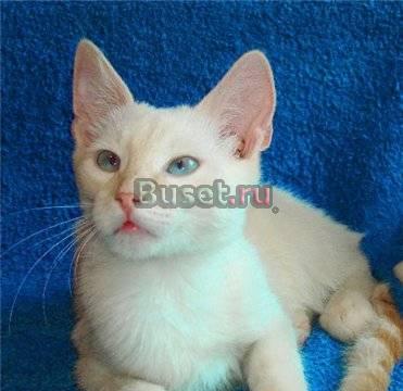 Голубоглазый котенок Финик, 4 мес., в дар Москва