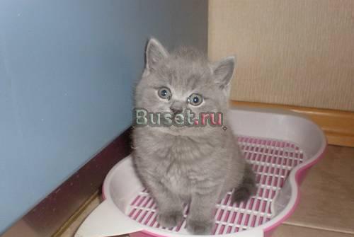Британские и вислоухие котята Санкт-Петербург