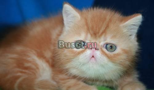 Экзоты котята различных окрасов Москва