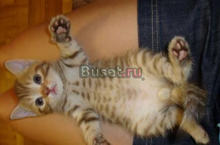 Тигрята-британские котята Москва
