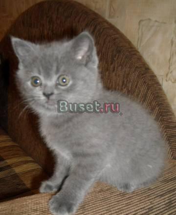 Скоттиш-страйт  девочки  голубого  окраса Санкт-Петербург