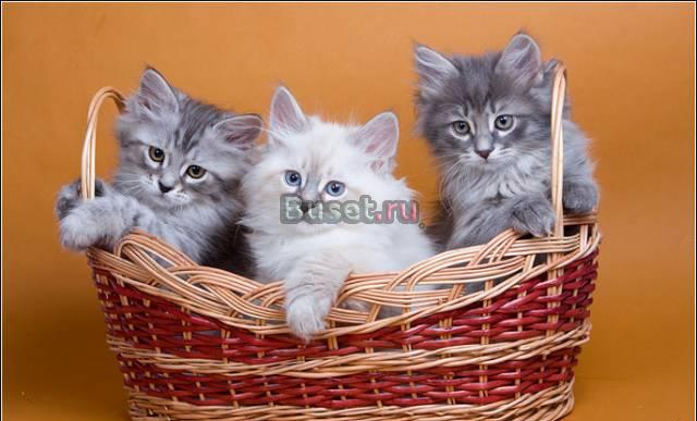 Недорогие котята из питомника Москва