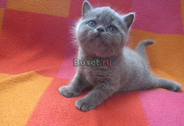 Котята британские Москва