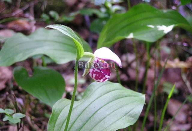 Венерин башмачок пестрый-черная трава Агрыз
