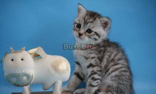 Британские котята серебристо пятнистые Вискас Санкт-Петербург