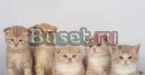 Шотладские вислоухие Пенза