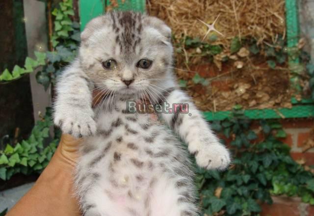 Котята шотландские  фолды и страйты Темрюк