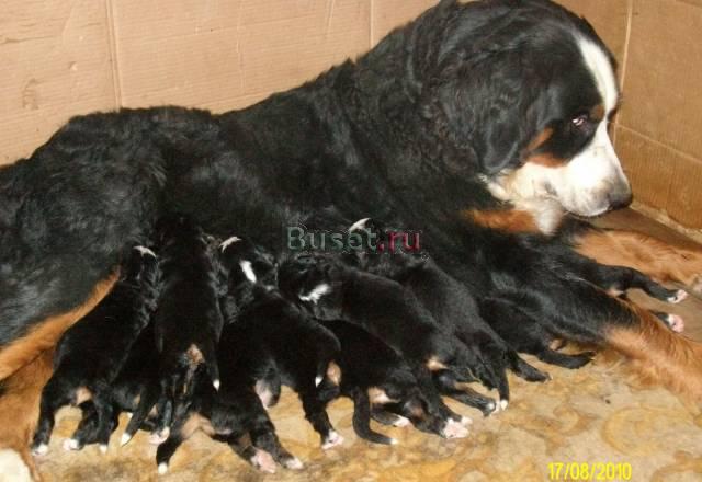 Продаются щенки от элитных родителей Москва