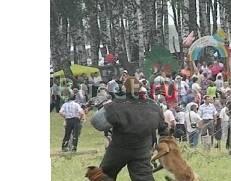 Бельгийская овчарка(малинуа) Орел