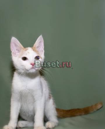 Отважный котенок Нельсон в дар Москва