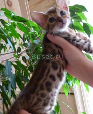 Бенгальские котята Москва