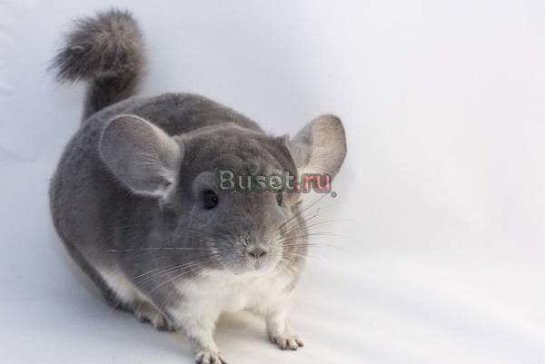 Продаются шиншиллы Санкт-Петербург