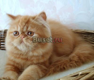 Персидские котята-рыжики-ваш шанс на счастье Москва