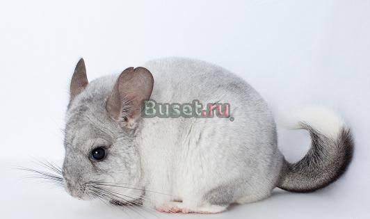 Шиншиллы из питомника Москва