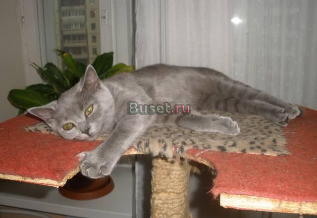 Британский котенок Санкт-Петербург