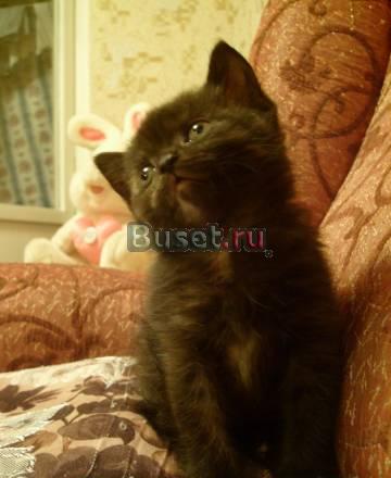 Милые шотландские котята (скотиш-страйт) Екатеринбург