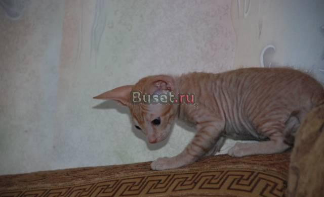 Котята Донского Сфинкса Санкт-Петербург