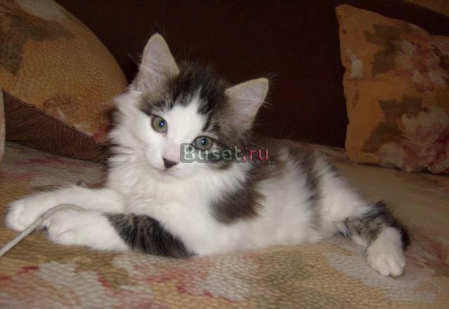 Отдам чудного котёнка в добрые,заботливые руки Санкт-Петербург