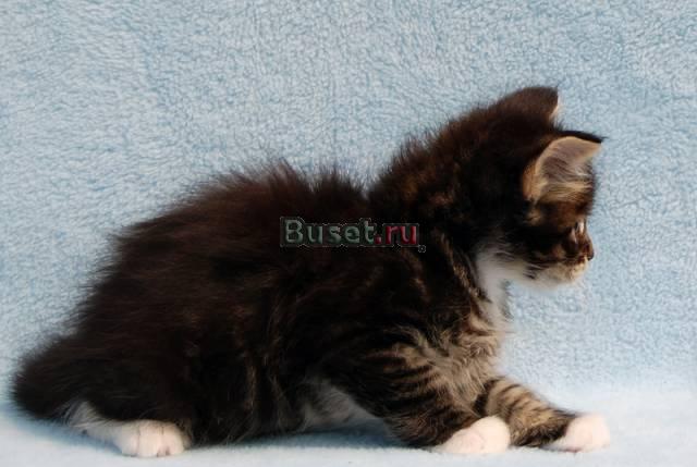 Мейн кун котята Нижний Новгород