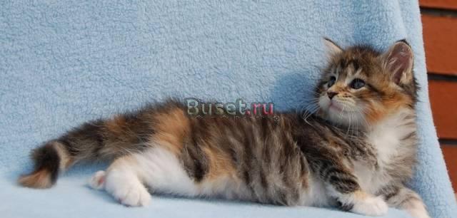 Котята мейн кун Пермь