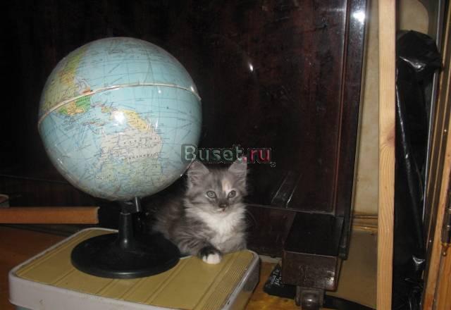Продам котят Москва