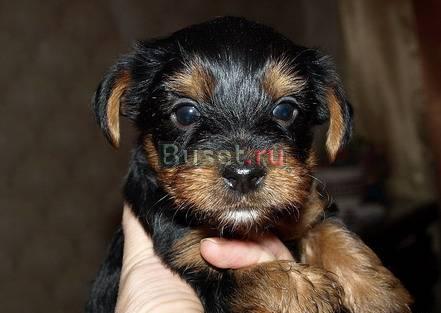 Продаю Москва