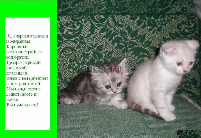 Прелестные шотландские вислоухие котята Иваново